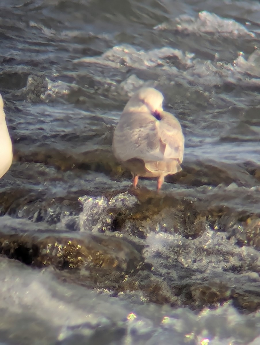 Iceland Gull (kumlieni) - ML646447525