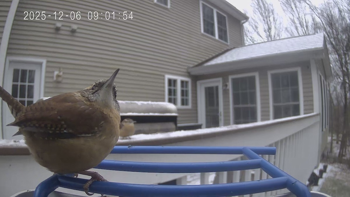 チャバラマユミソサザイ - ML646447526