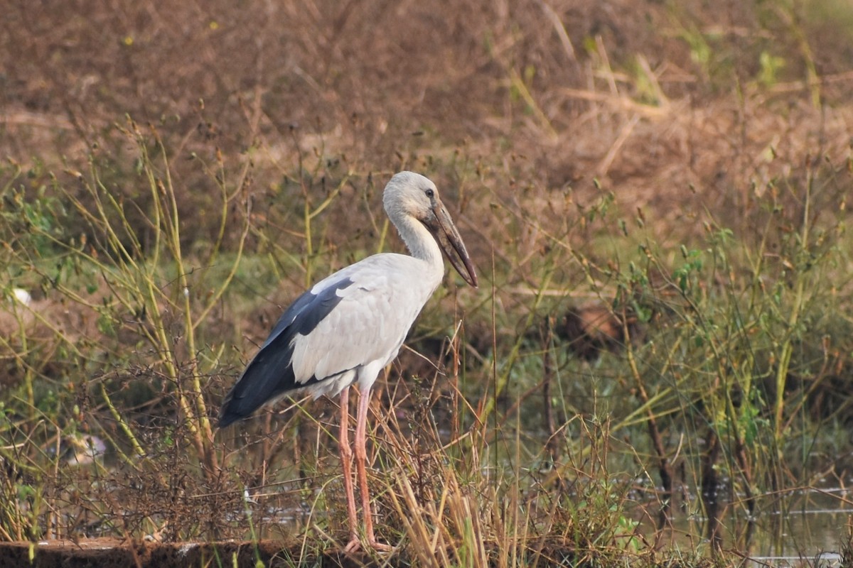 Asian Openbill - ML646447527