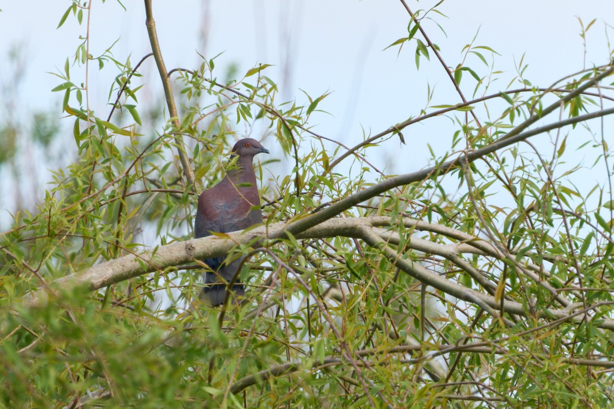 Chilean Pigeon - ML646447530