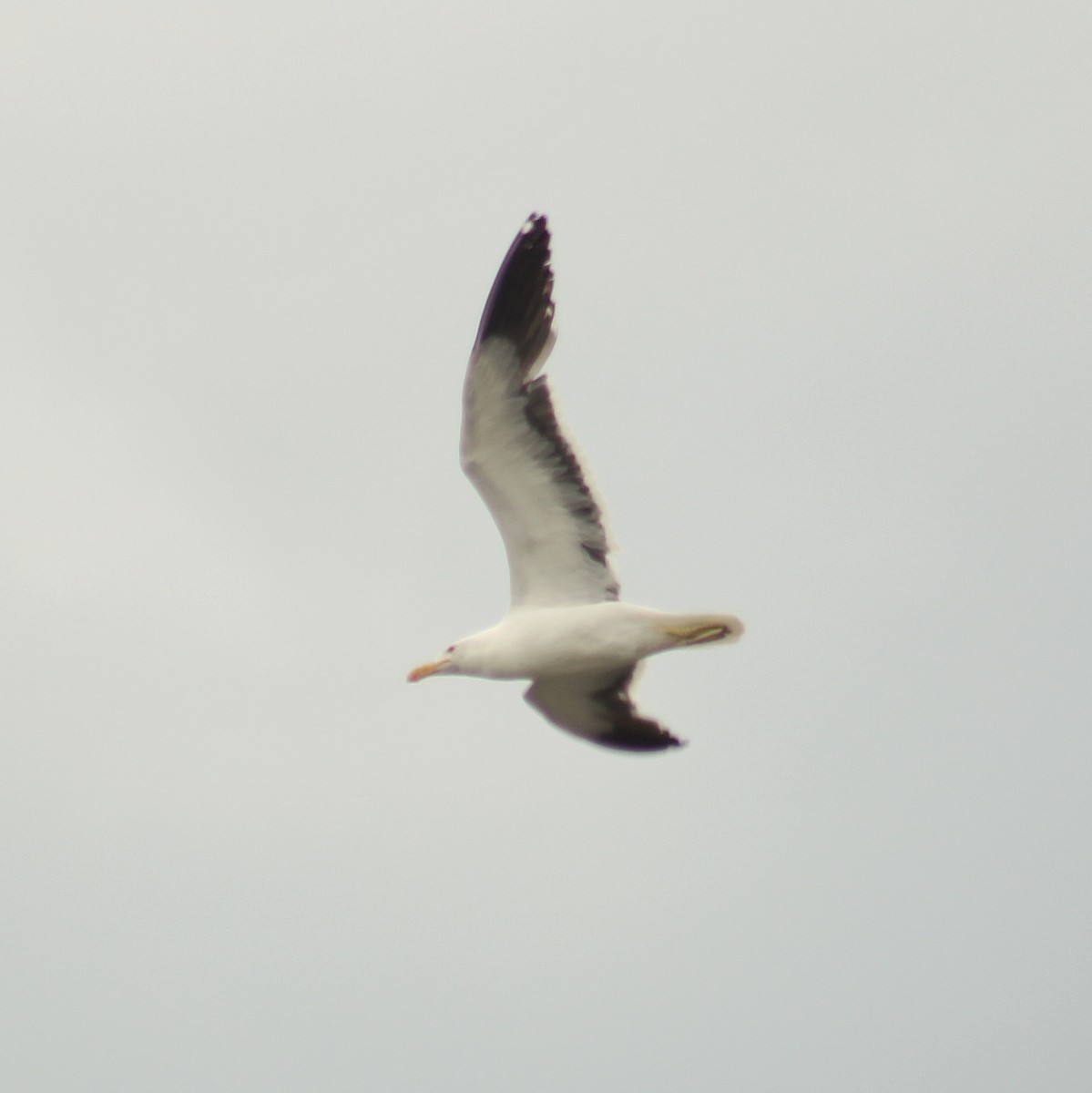 Goéland dominicain - ML646447531