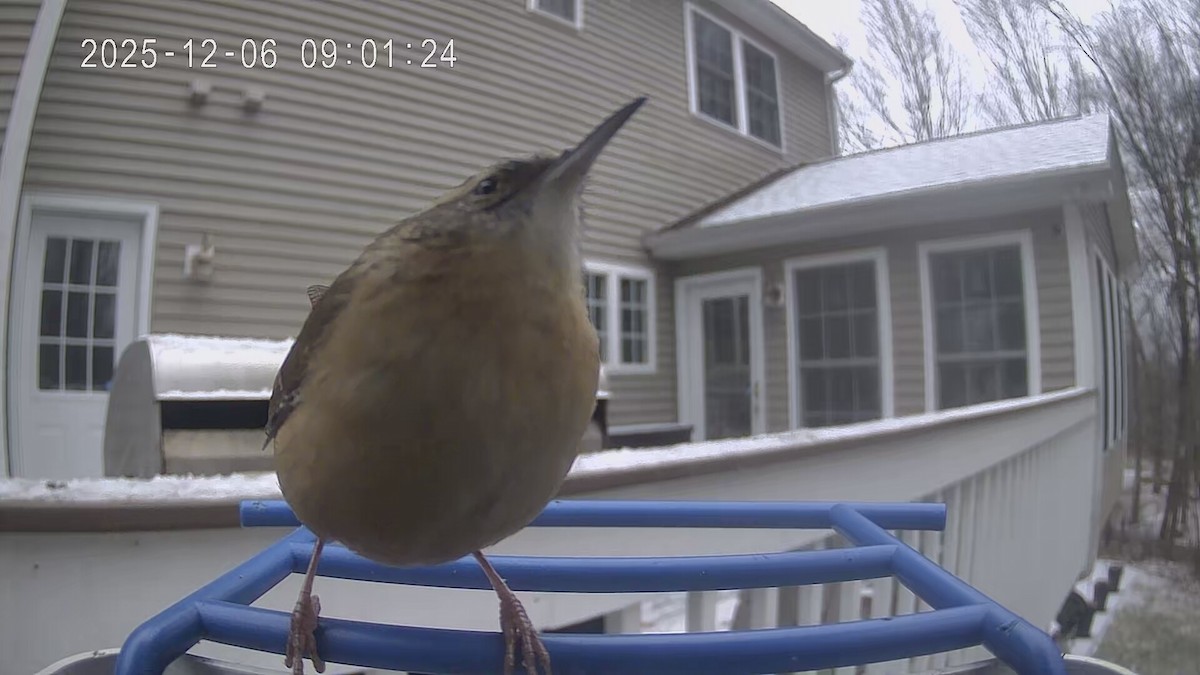 チャバラマユミソサザイ - ML646447533