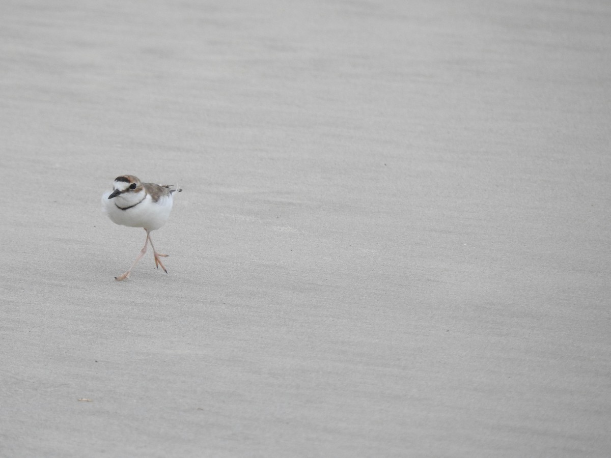 Collared Plover - ML646447534