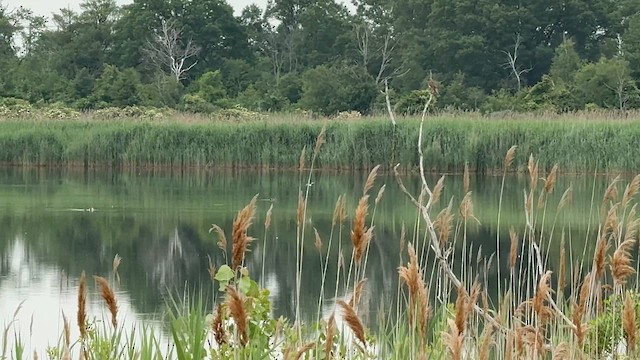 Мартин малий - ML646447536