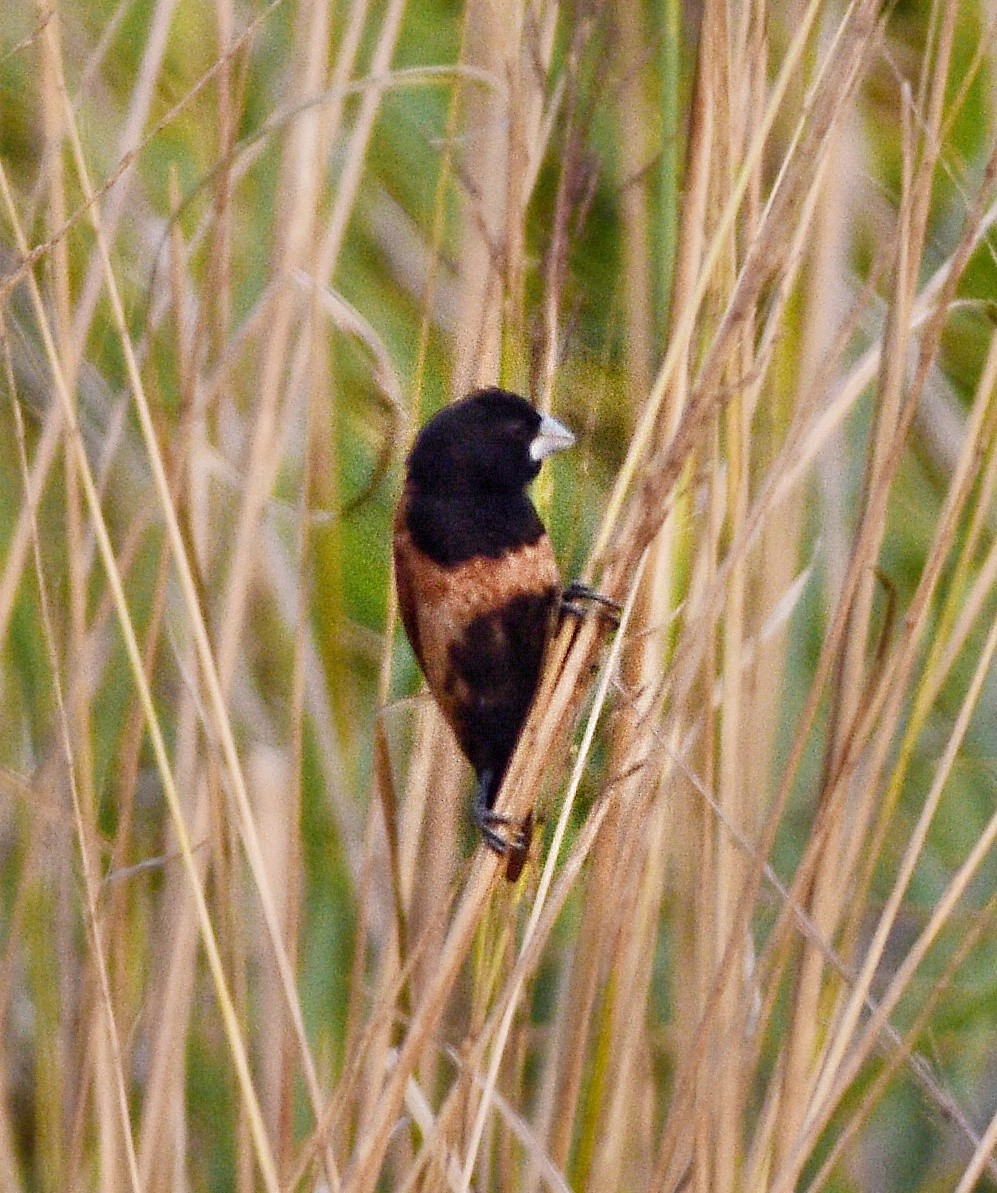 Capucin à tête noire - ML646447537