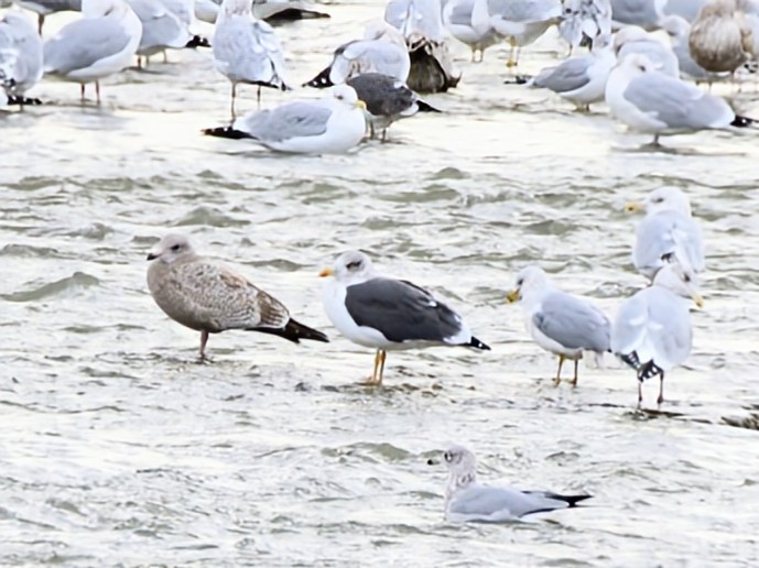 小黑背鷗 - ML646447539