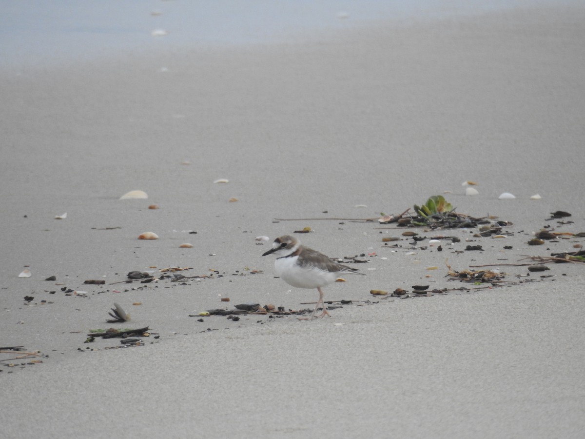 Collared Plover - ML646447540