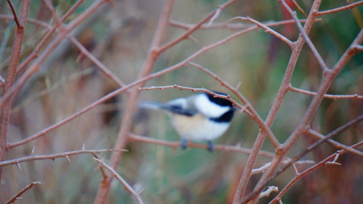 Black-capped Chickadee - ML646447541
