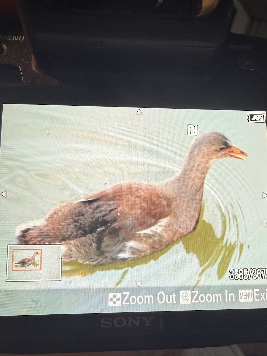 slípka americká - ML646447543