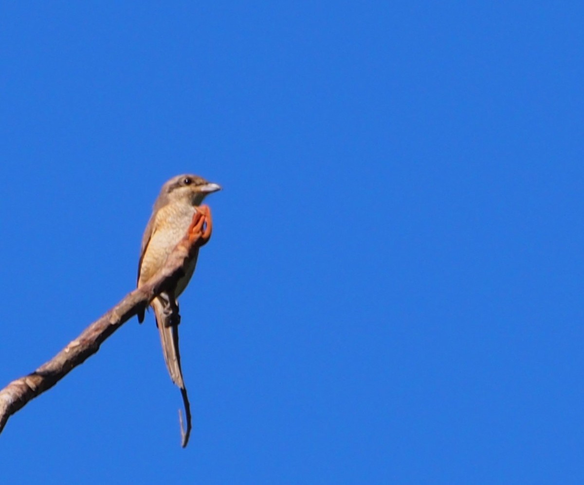 Тибетский сорокопут - ML646447546