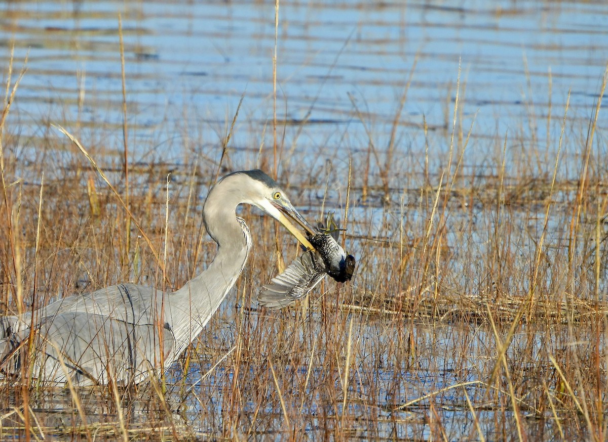 Great Blue Heron - ML646447548