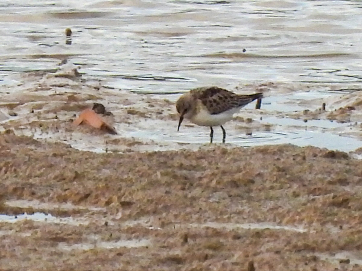 ヨーロッパトウネン - ML646447554