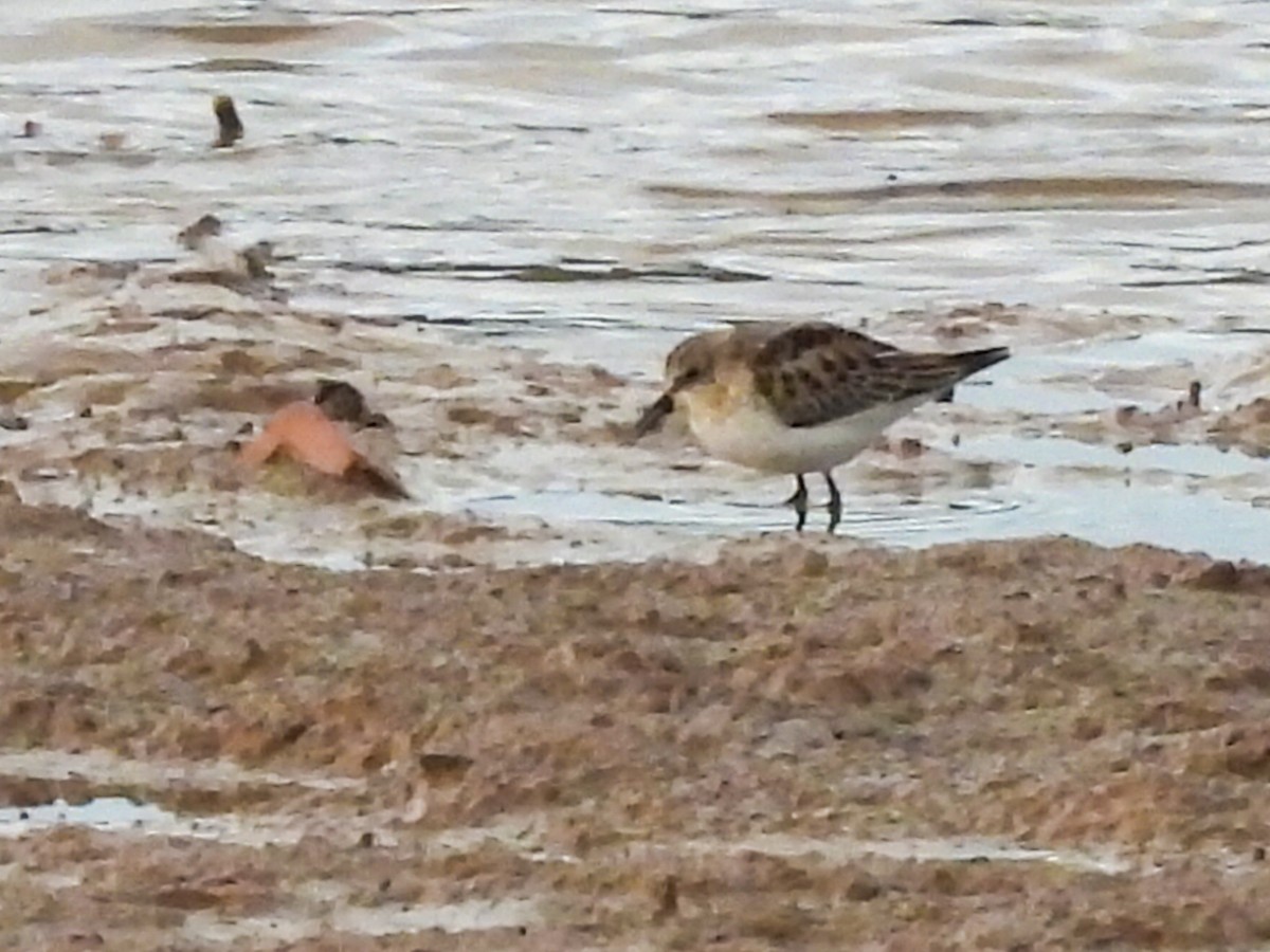 ヨーロッパトウネン - ML646447555