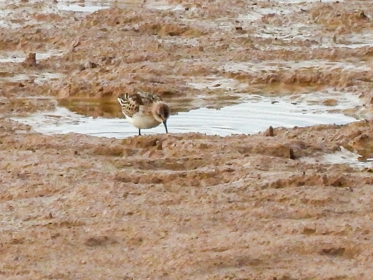 ヨーロッパトウネン - ML646447556