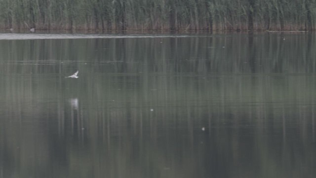 Мартин малий - ML646447557