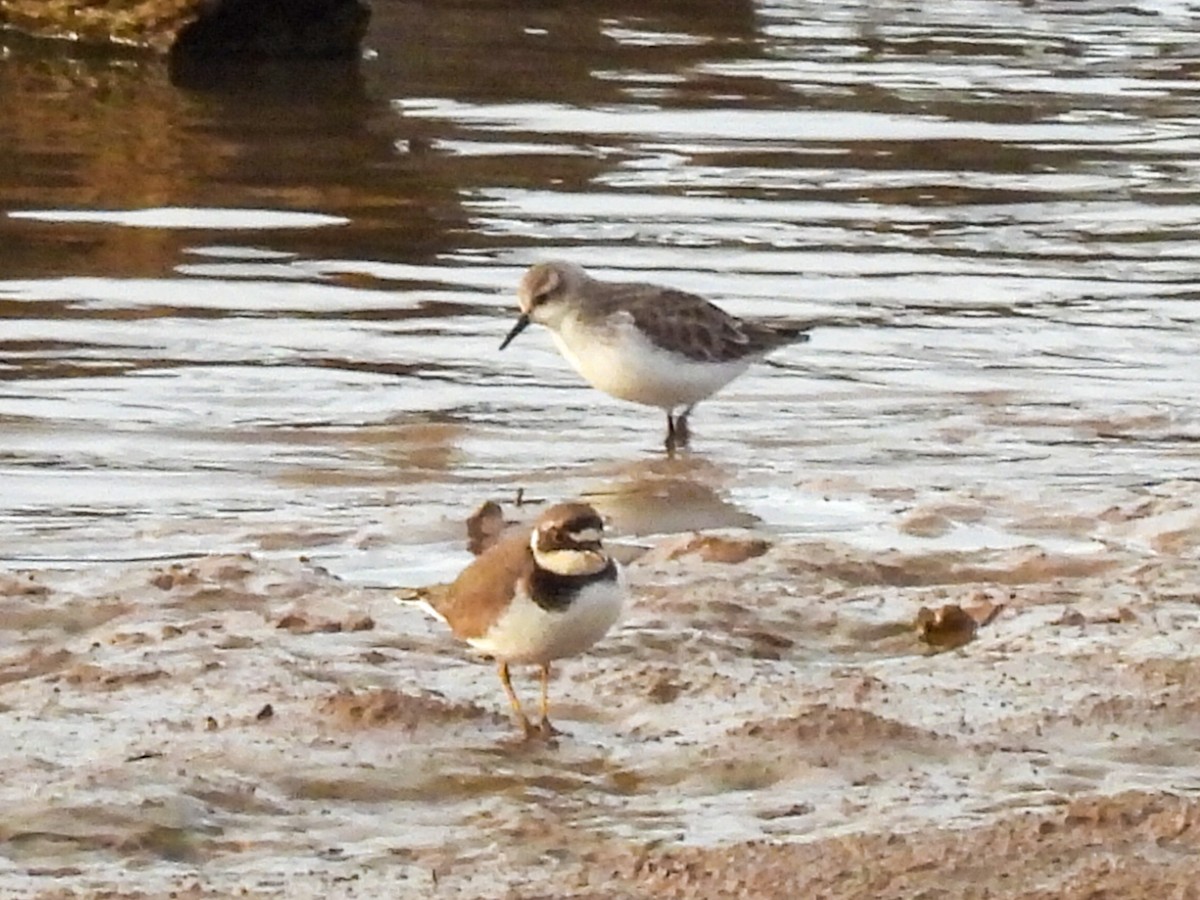 ヨーロッパトウネン - ML646447558