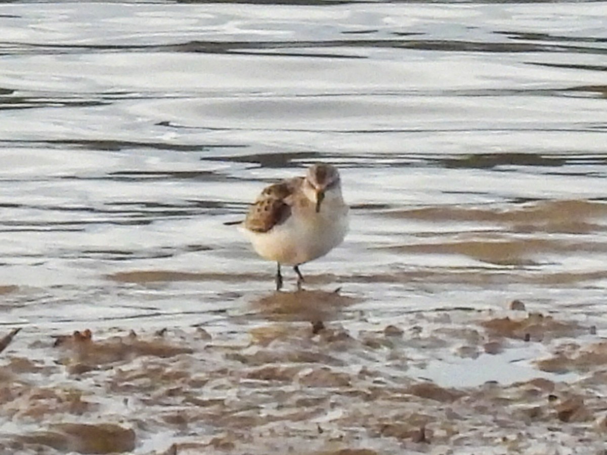 ヨーロッパトウネン - ML646447559