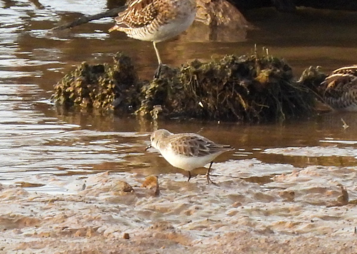 ヨーロッパトウネン - ML646447560