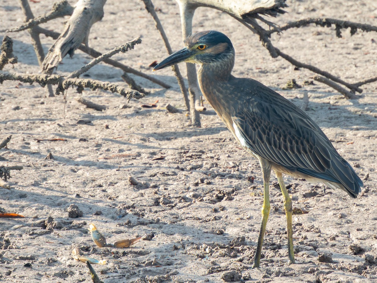 Yellow-crowned Night Heron - ML646447565