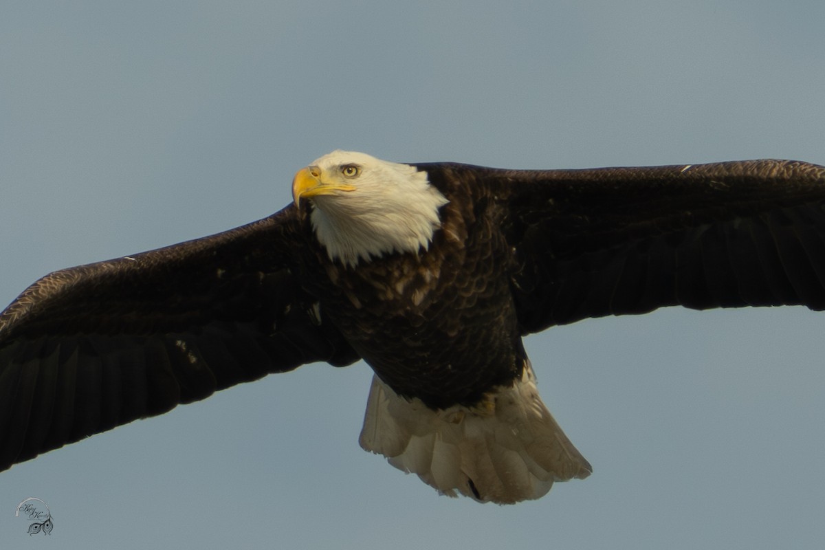 Bald Eagle - ML646447571