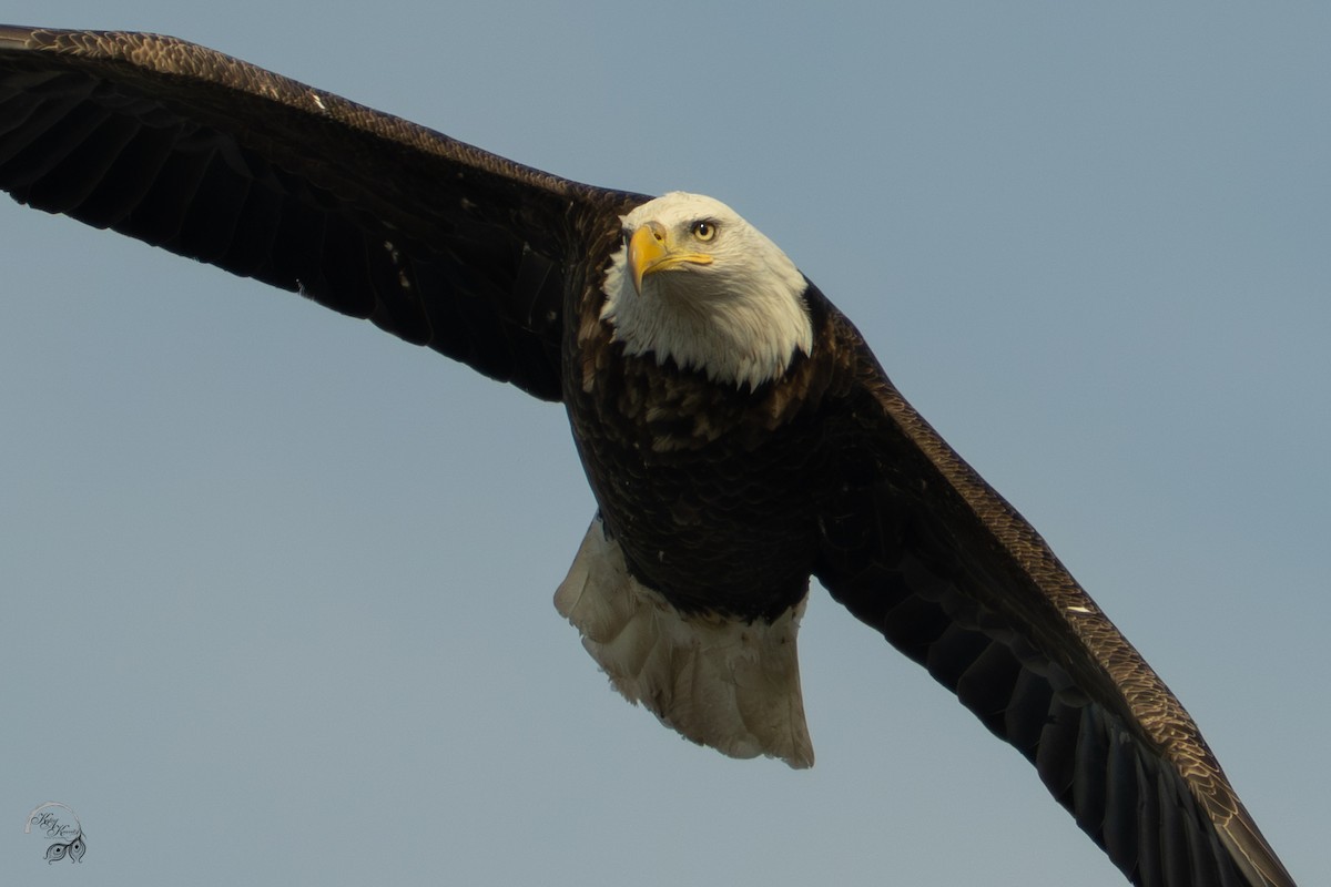 Bald Eagle - ML646447572