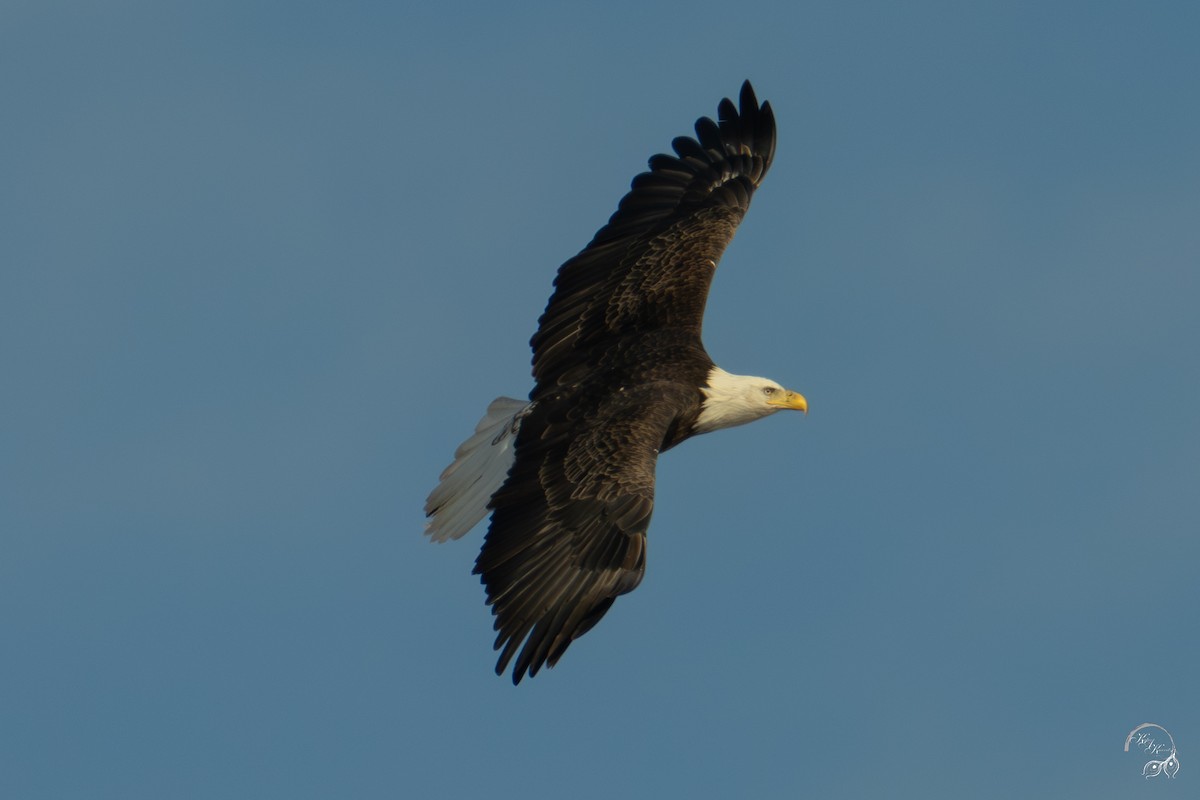 Bald Eagle - ML646447573