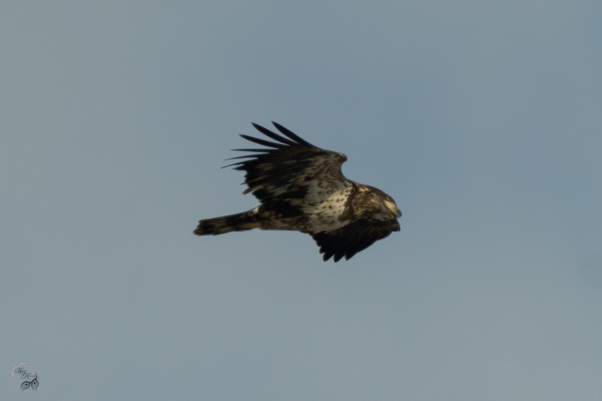 Bald Eagle - ML646447574