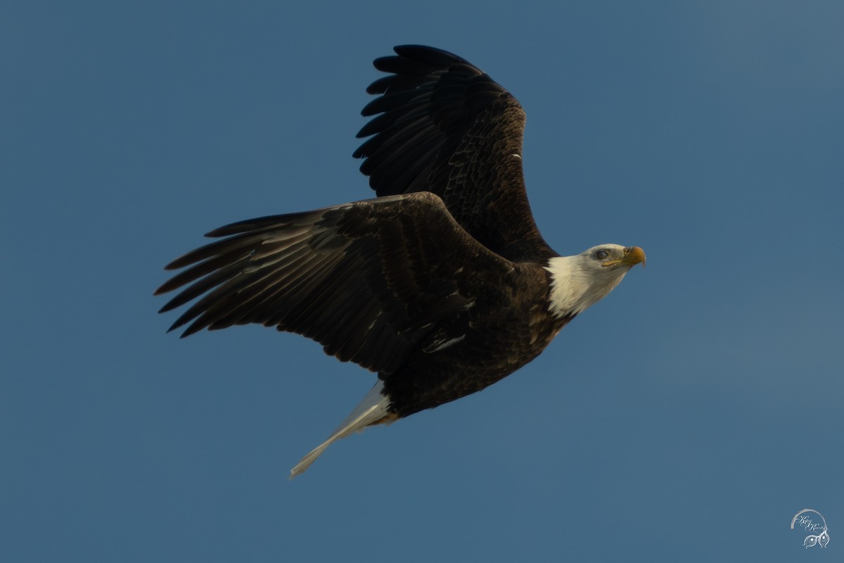 Bald Eagle - ML646447575