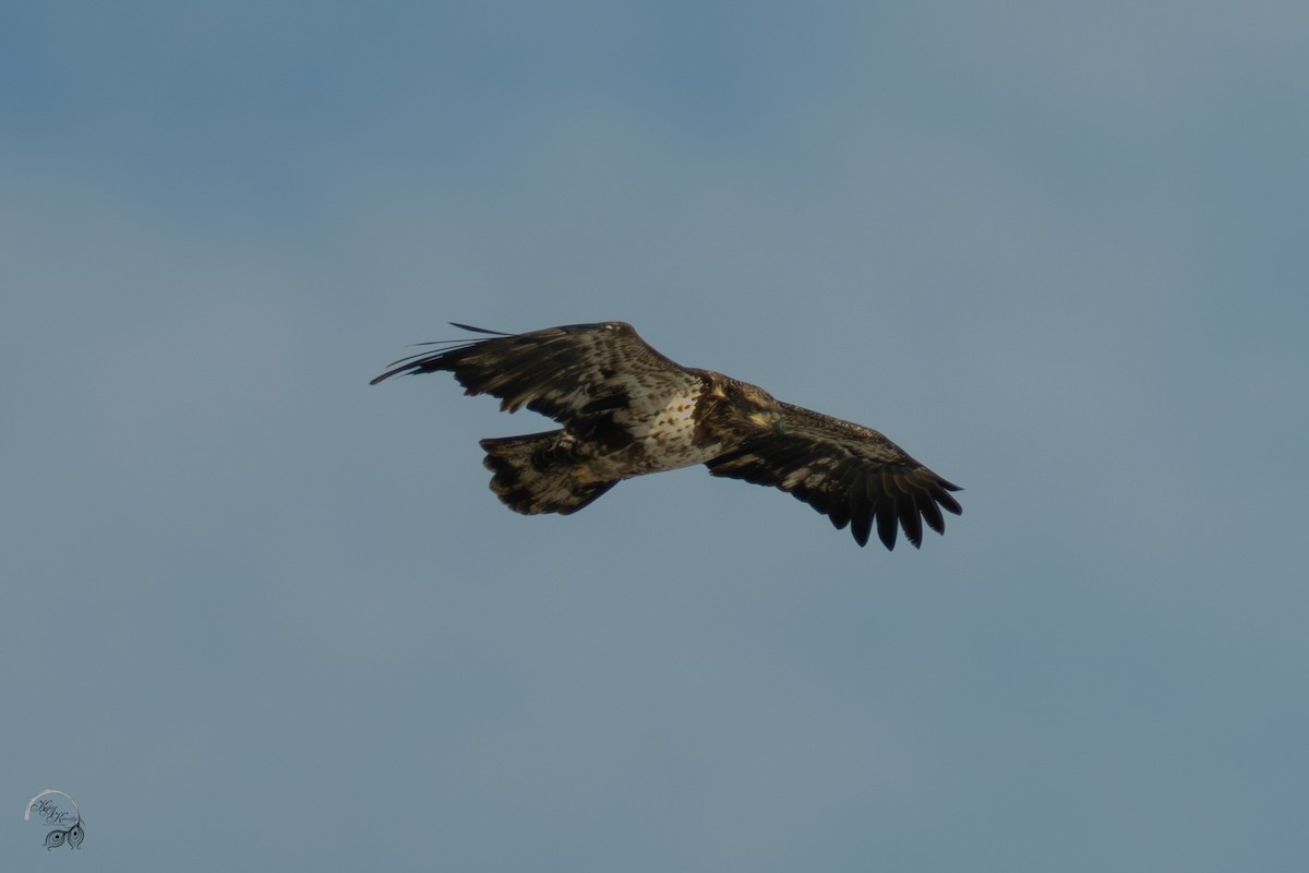 Bald Eagle - ML646447576