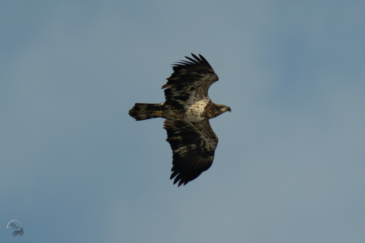 Bald Eagle - ML646447577