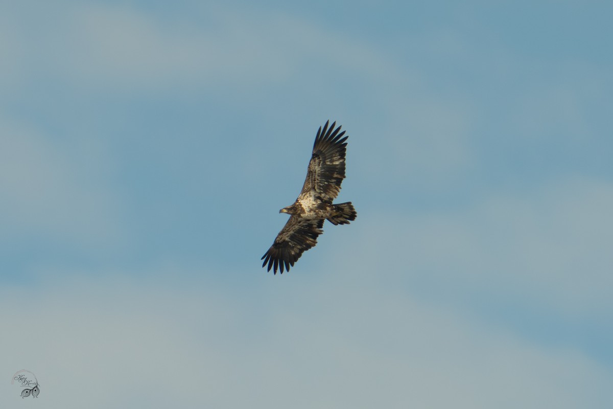 Bald Eagle - ML646447578