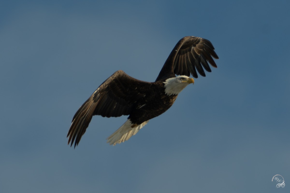 Bald Eagle - ML646447579
