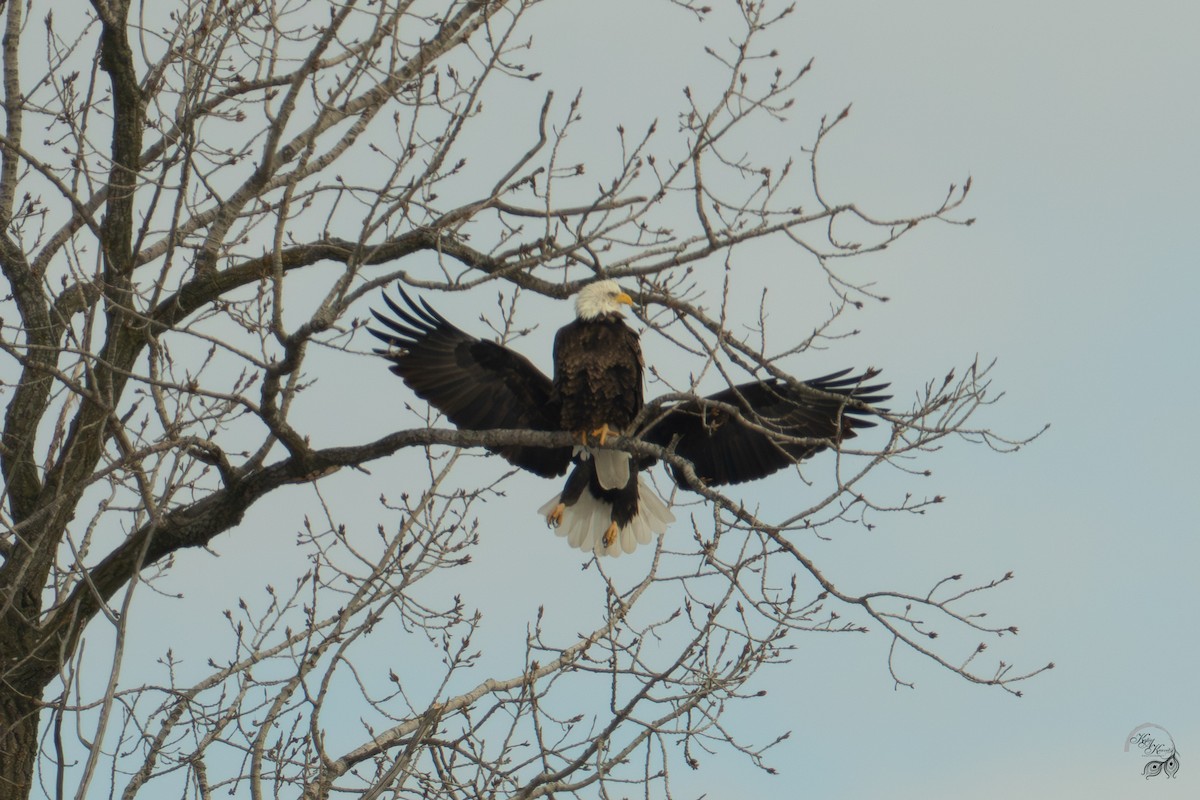 Bald Eagle - ML646447580