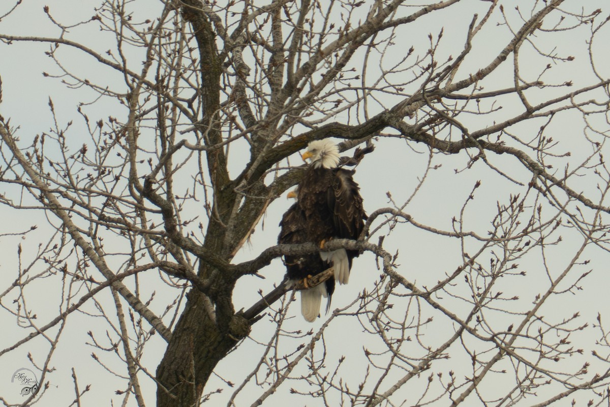 Bald Eagle - ML646447581