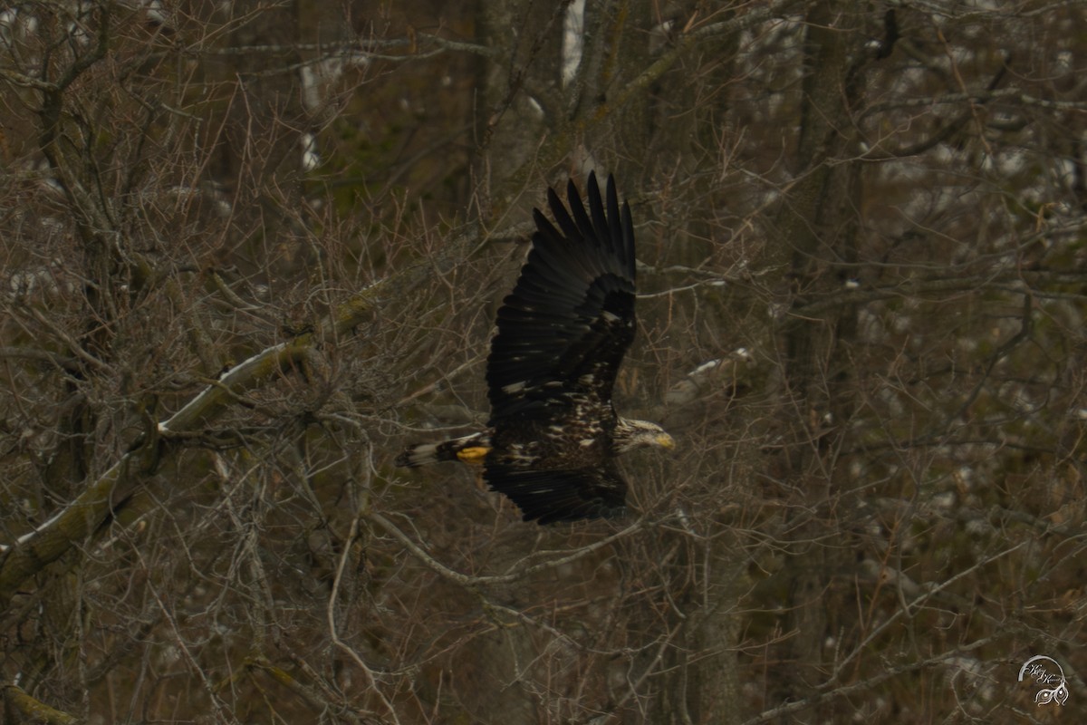 Bald Eagle - ML646447582