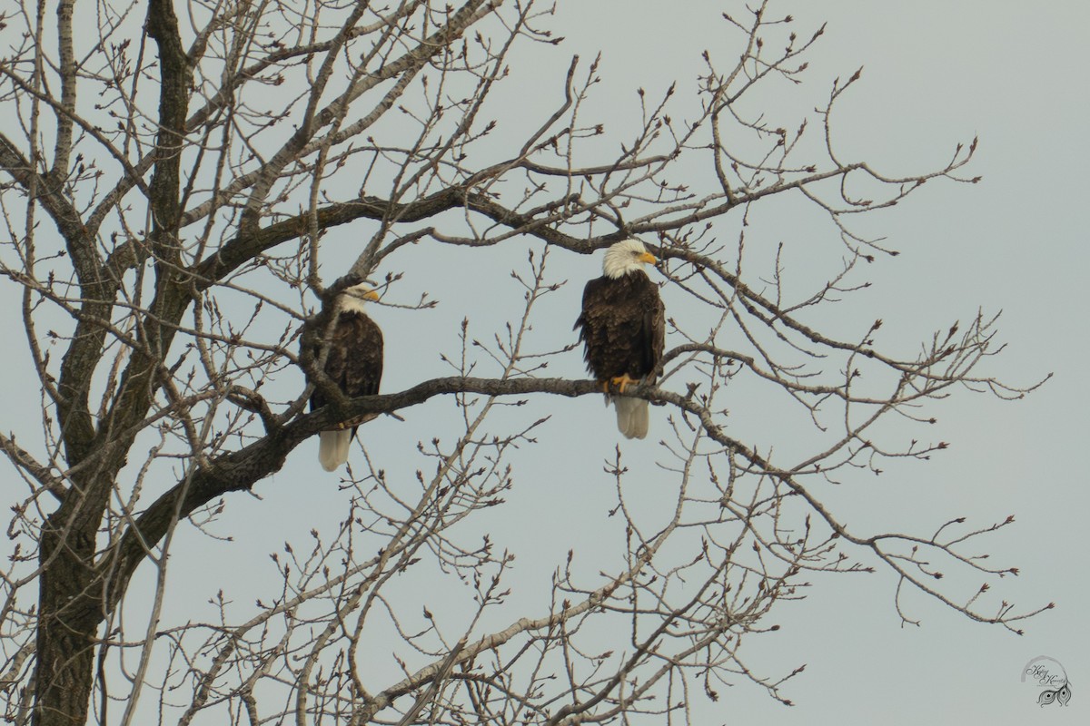 Bald Eagle - ML646447583