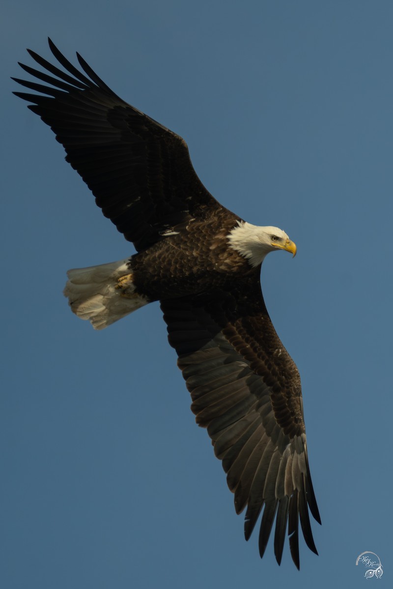 Bald Eagle - ML646447584