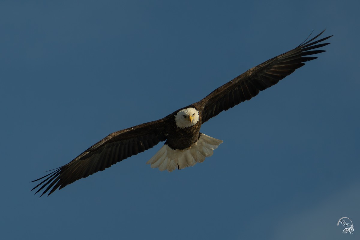 Bald Eagle - ML646447585