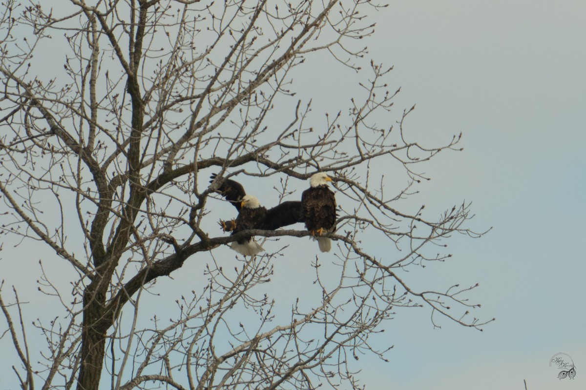 Bald Eagle - ML646447586