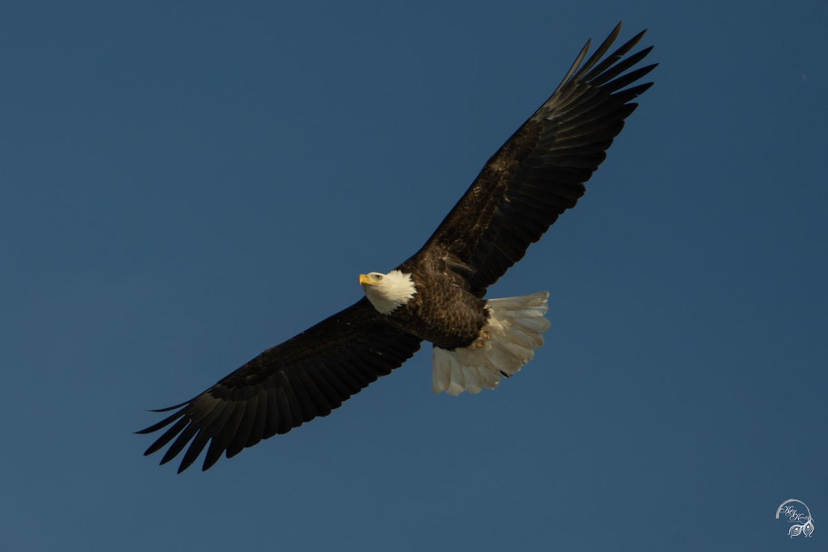 Bald Eagle - ML646447587