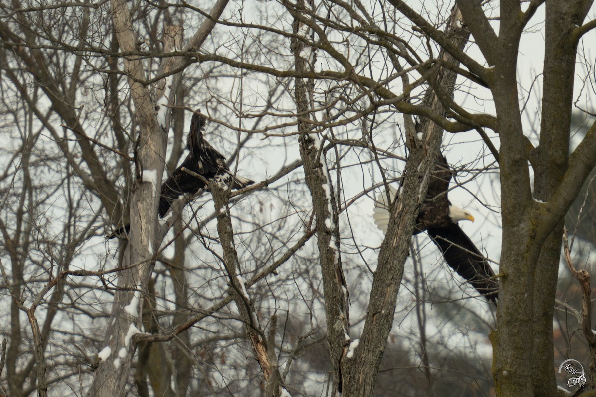 Pygargue à tête blanche - ML646447588