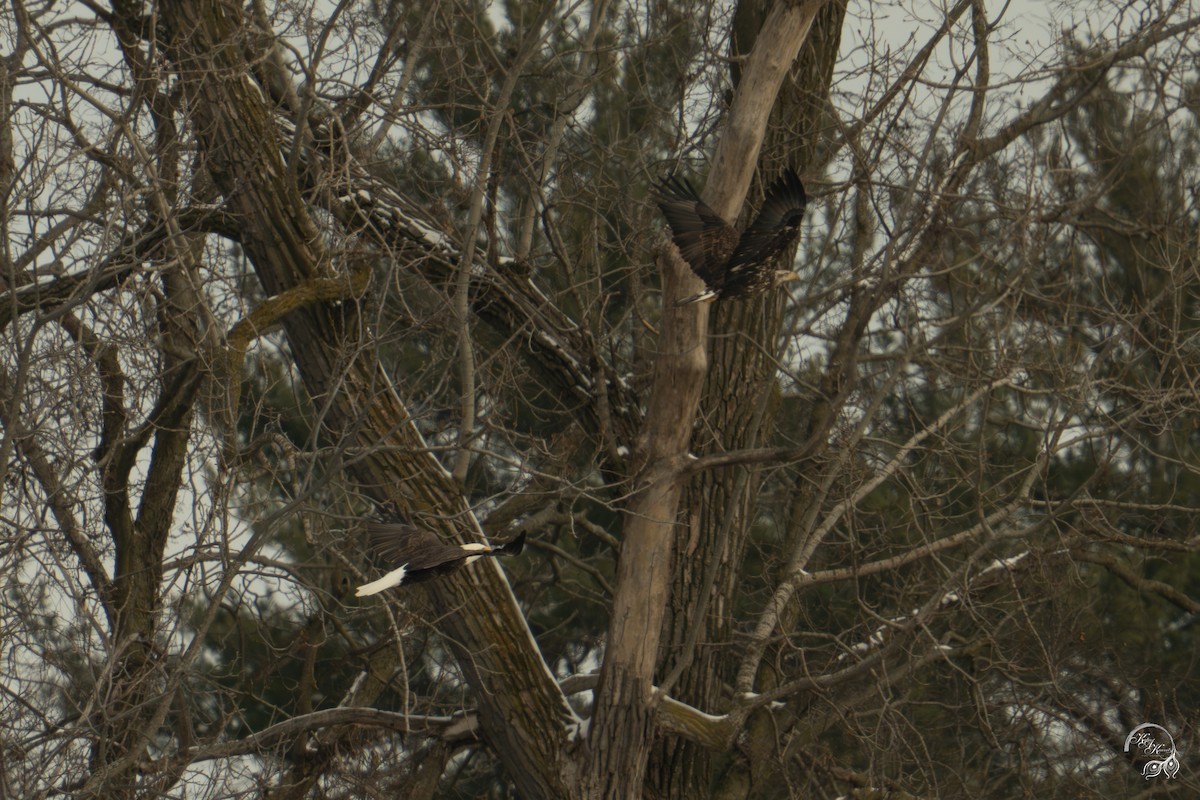 Pygargue à tête blanche - ML646447589