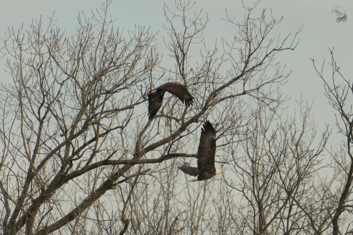 Pygargue à tête blanche - ML646447590