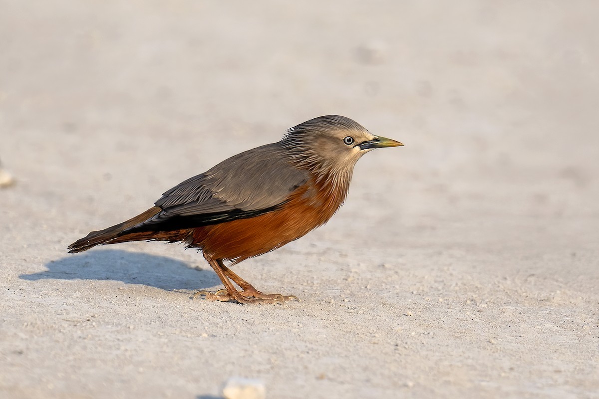 Chestnut-tailed Starling - ML646447591