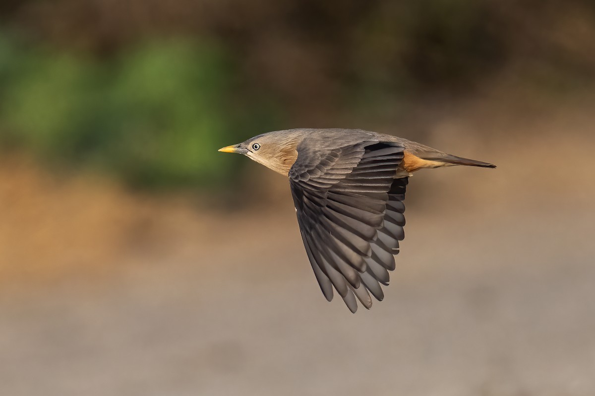Chestnut-tailed Starling - ML646447592