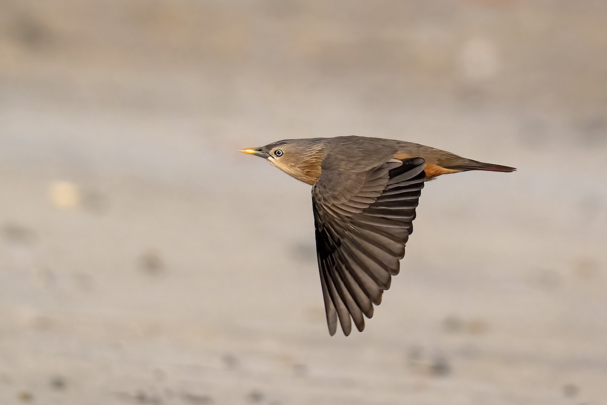 Chestnut-tailed Starling - ML646447593