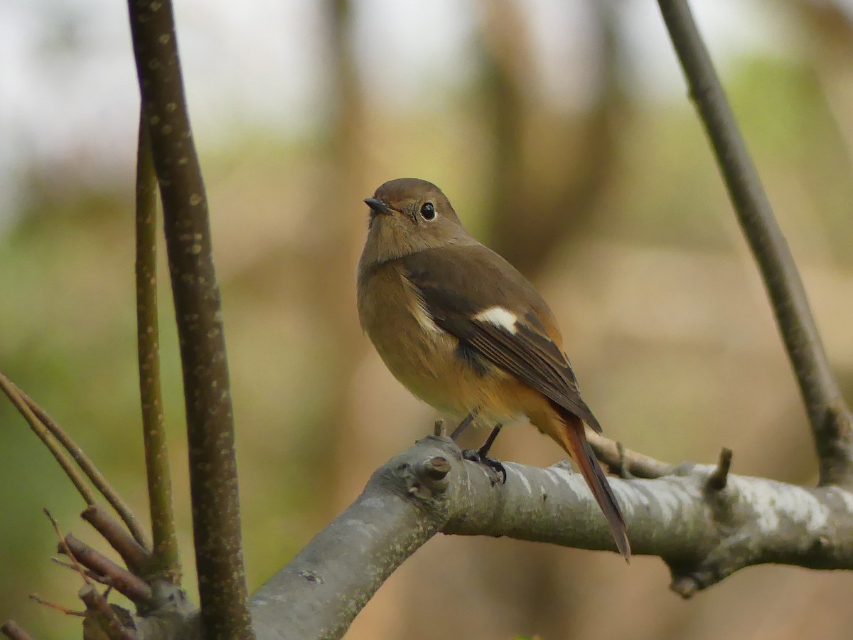 黃尾鴝 - ML646447594