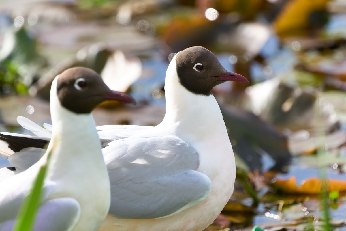 Brown-hooded Gull - ML646447595