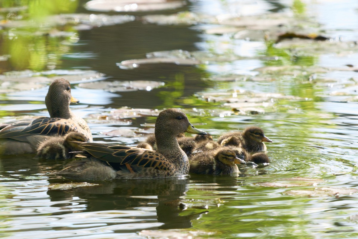 Yellow-billed Teal (flavirostris) - ML646447596