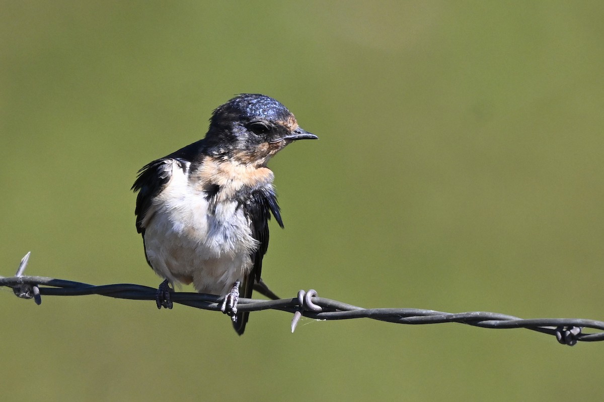 Barn Swallow - ML646447598
